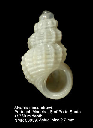 Alvania macandrewi (3).jpg - Alvania macandrewi(Manzoni,1868)